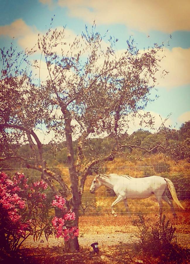 Sharish - Monte Estevas